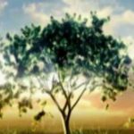 Illustration du profil de Amandine CHARPENTIER